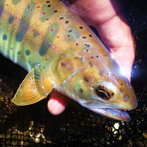 渓流の女王アマゴ