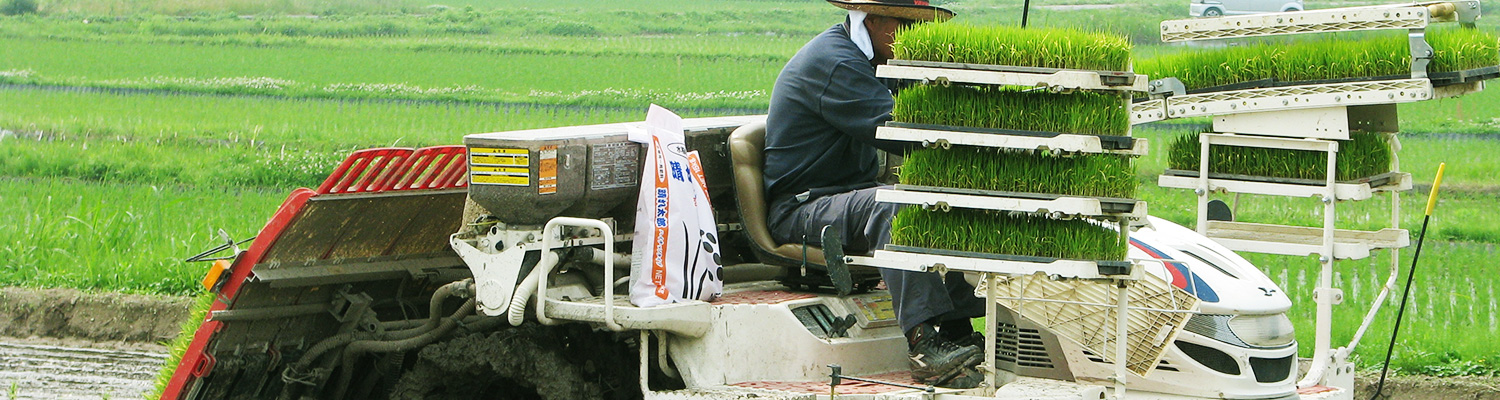 田植え機で稲の苗を植えている様子