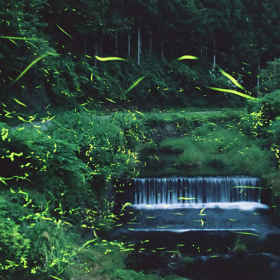 蛍が乱舞する川