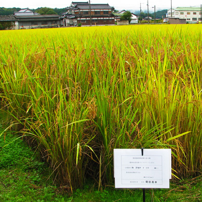 減農薬で管理された水田