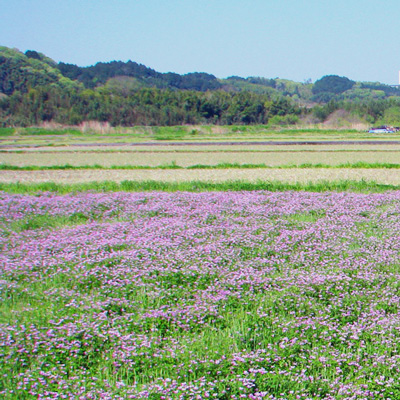 れんげ農法で化学肥料不使用へ