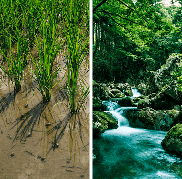おたまじゃくしのいそうな田んぼの土と沢水