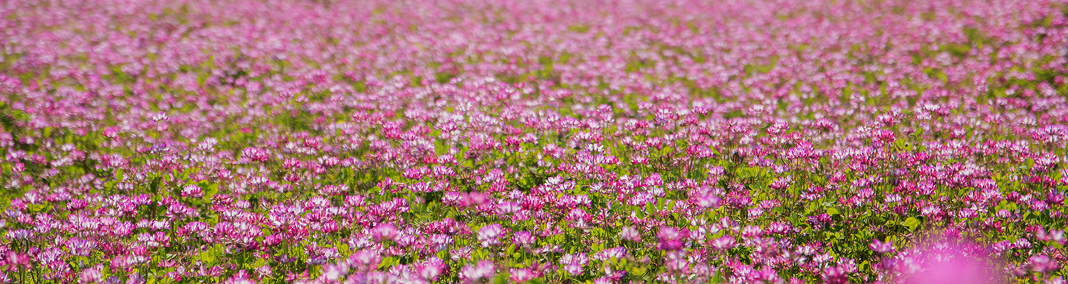 一面のれんげ畑