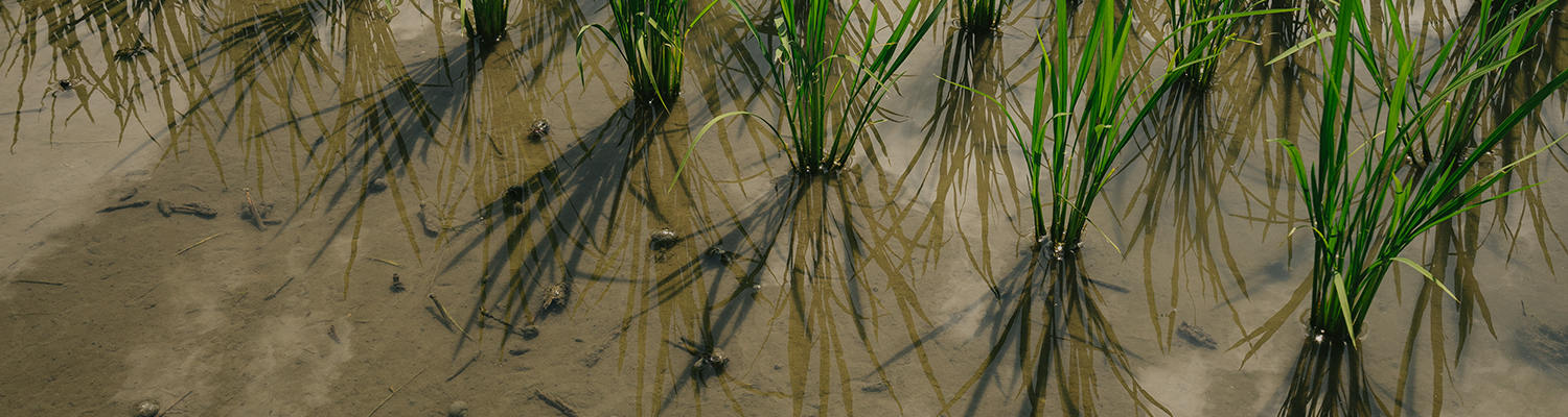 おたまじゃくしがいそうな水田の土