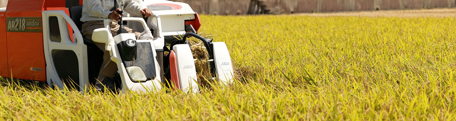 黄金色の稲穂を刈り取るコンバインの様子