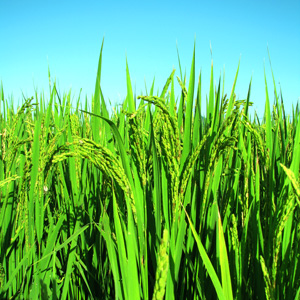 夏の光を受けて育つイネ